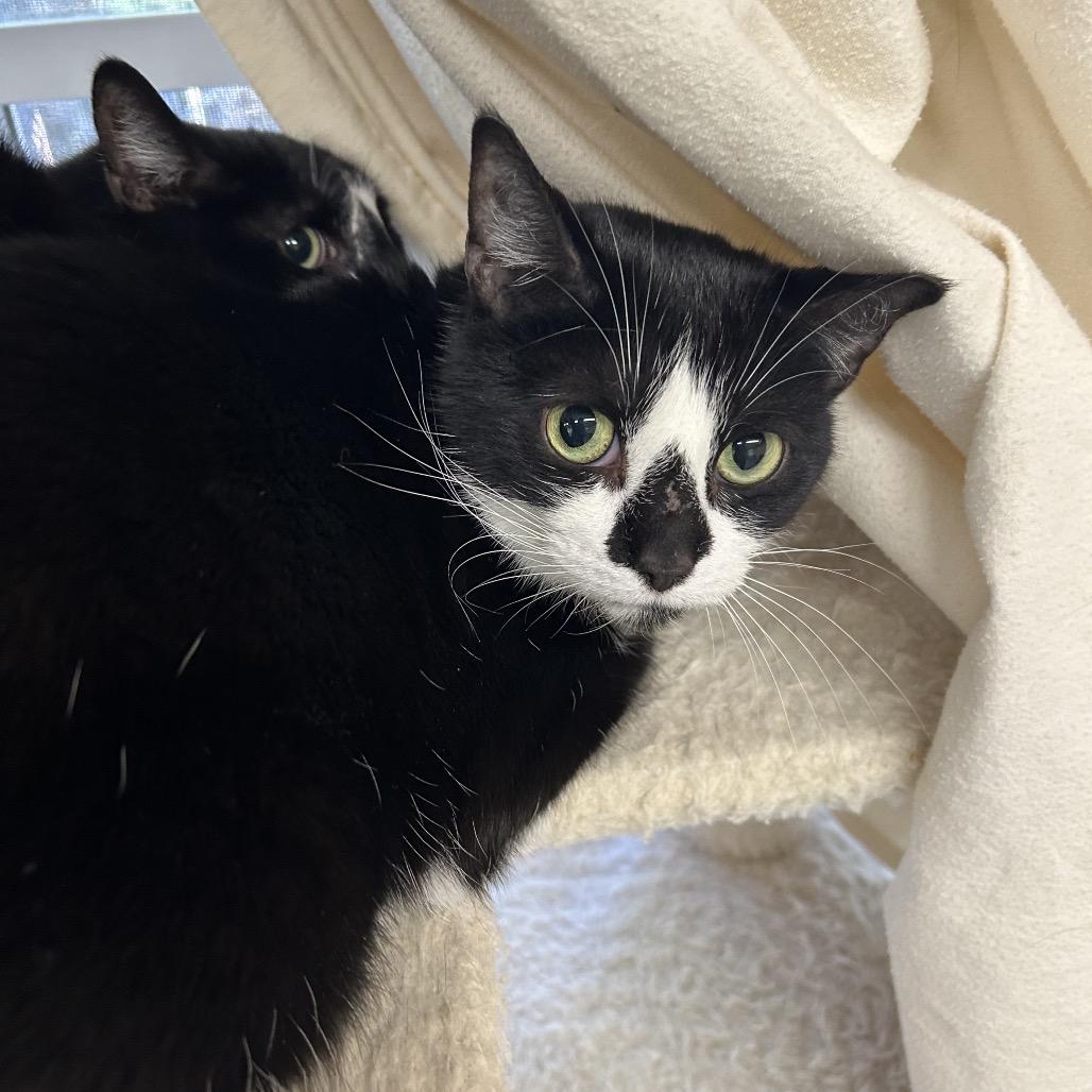 Luna, Adoptable, Adult Female Domestic Short Hair.