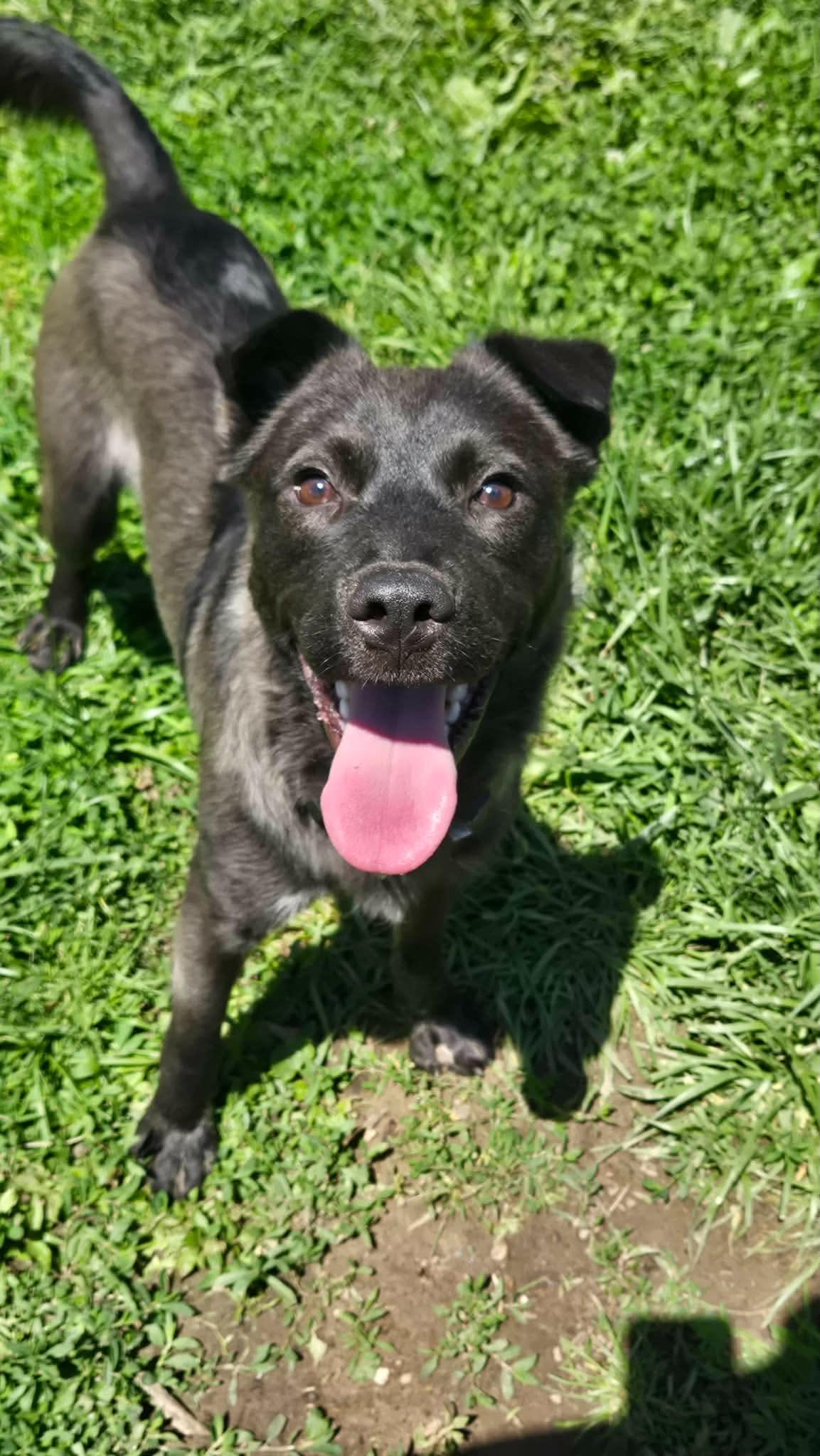 Enlarge Texas Hold'em, an adoptable mixed breed in Martinsville, IN image 5/6