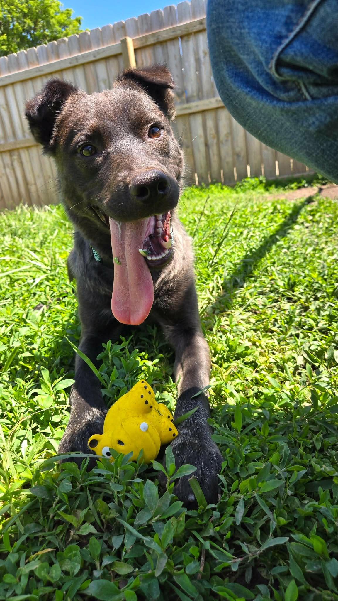 Enlarge Texas Hold'em, an adoptable mixed breed in Martinsville, IN image 2/6