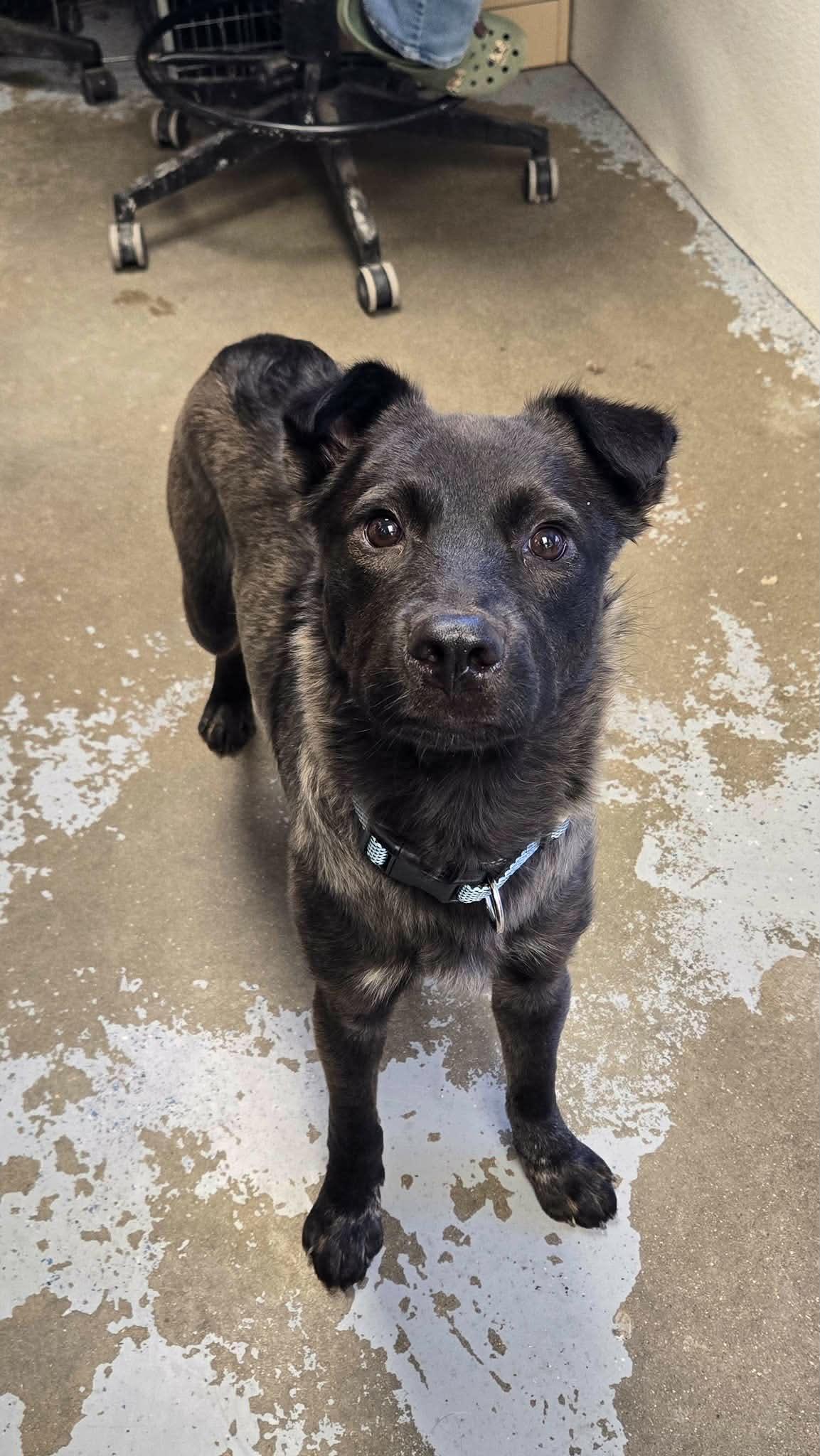 Enlarge Texas Hold'em, an adoptable mixed breed in Martinsville, IN image 3/6