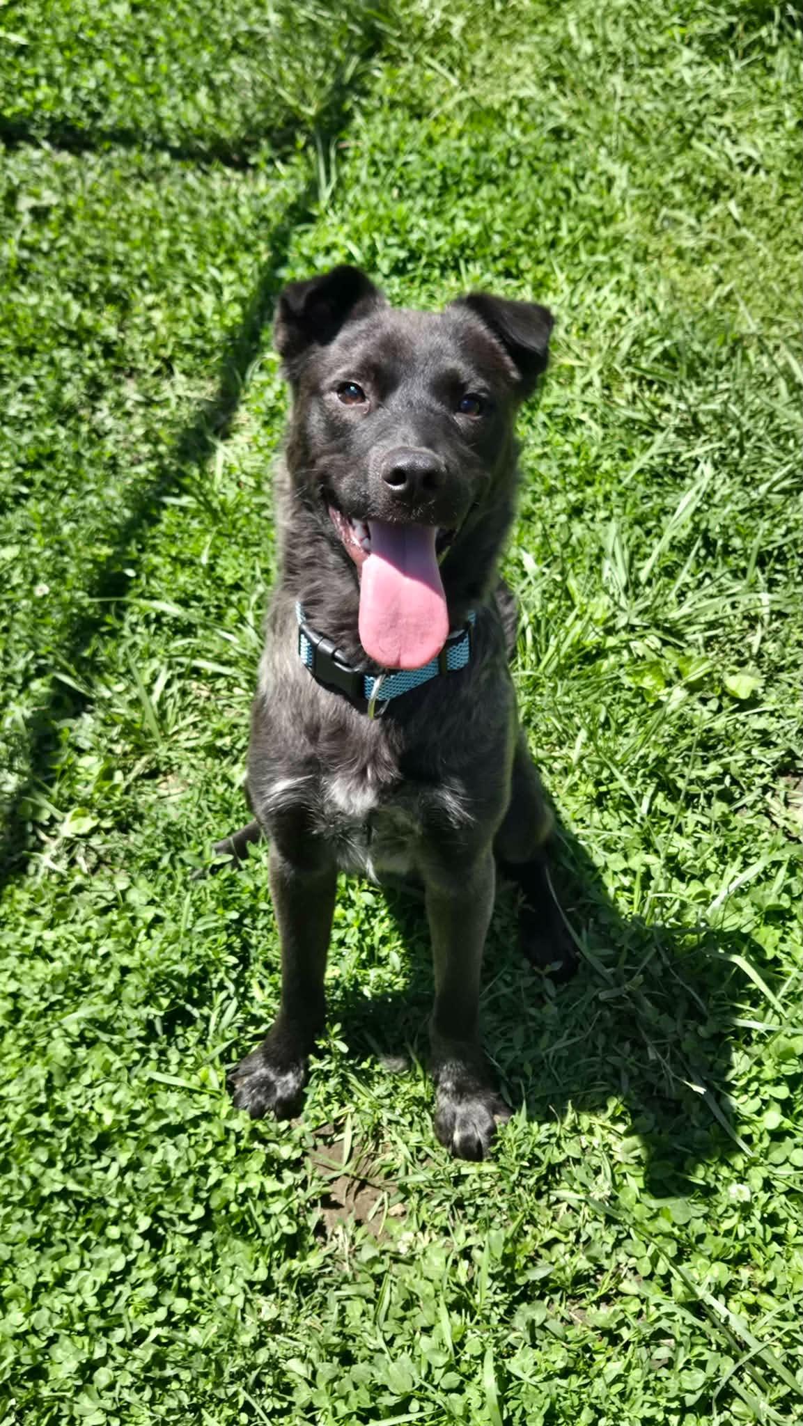 Enlarge Texas Hold'em, an adoptable mixed breed in Martinsville, IN image 6/6