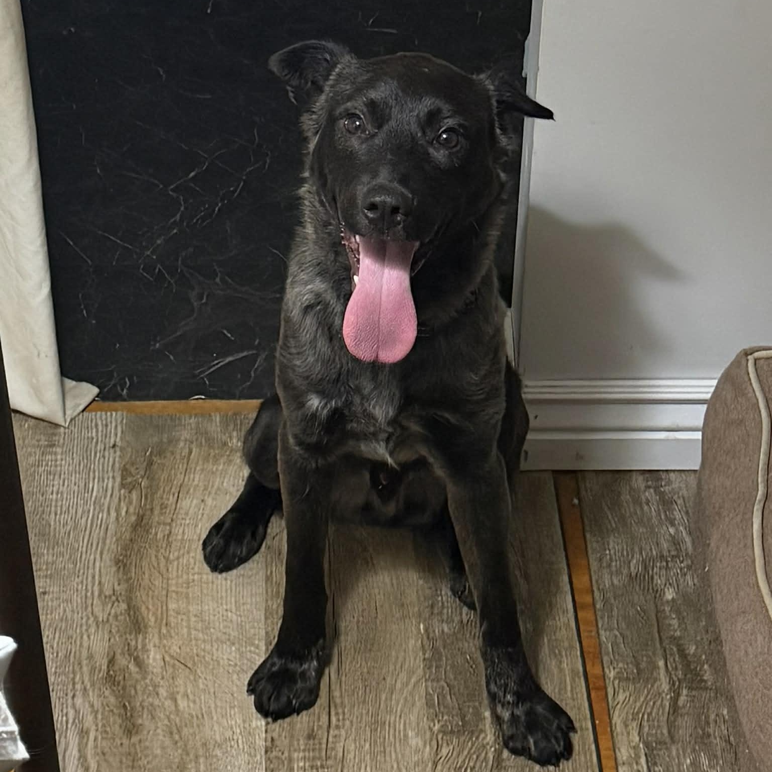 Texas Hold'em, an adoptable mixed breed in Martinsville, IN image 2/6