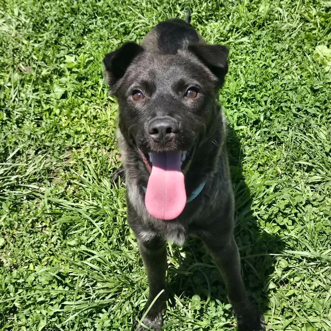Enlarge Texas Hold'em, an adoptable mixed breed in Martinsville, IN image 1/6
