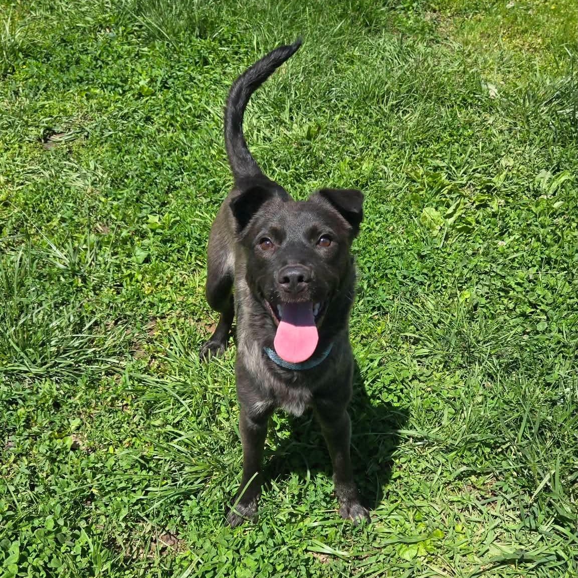 Enlarge Texas Hold'em, an adoptable mixed breed in Martinsville, IN image 4/6