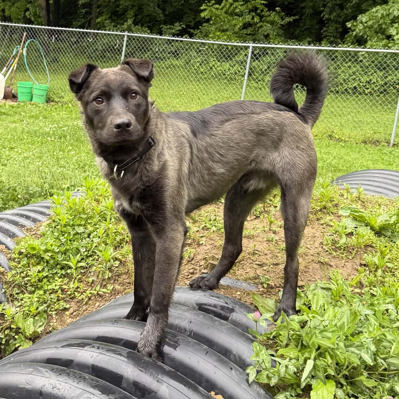 Texas Hold'em, an adoptable mixed breed in Martinsville, IN image 1/6
