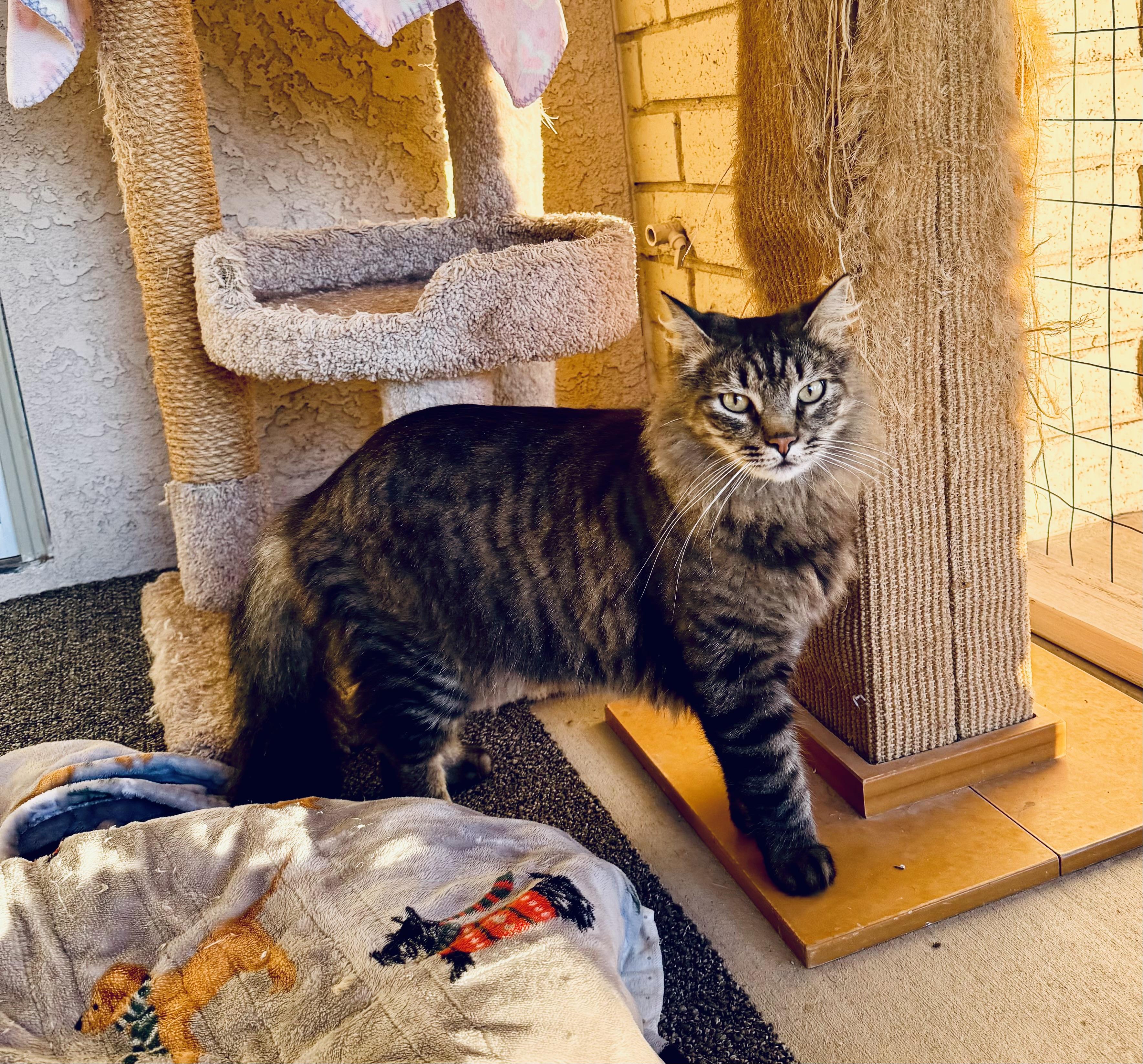 Tiger, an adopted mixed breed in Mission Viejo, CA image 5/6