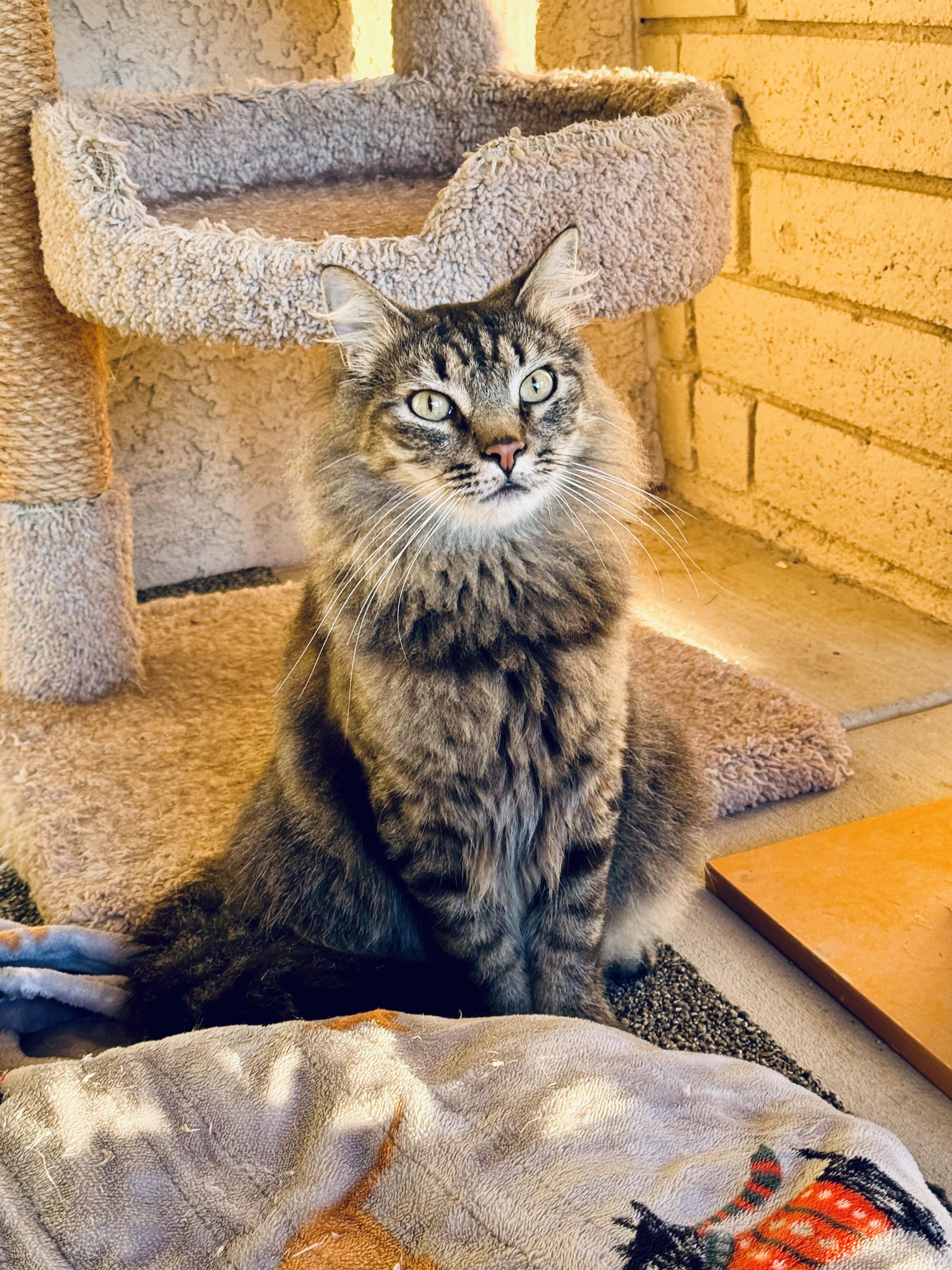 Tiger, adopted, Young Male Maine Coon.