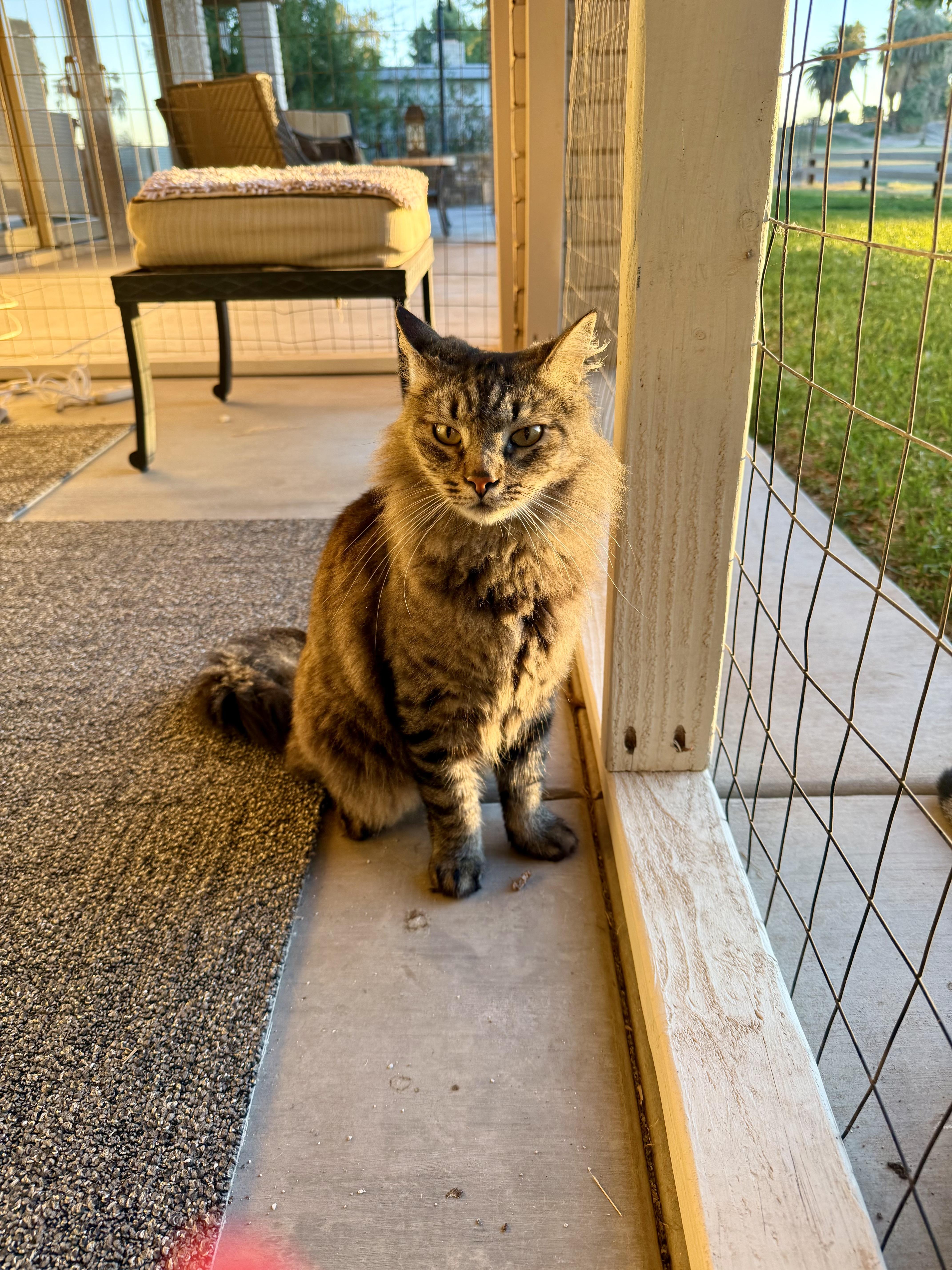 Tiger, an adopted mixed breed in Mission Viejo, CA image 6/6