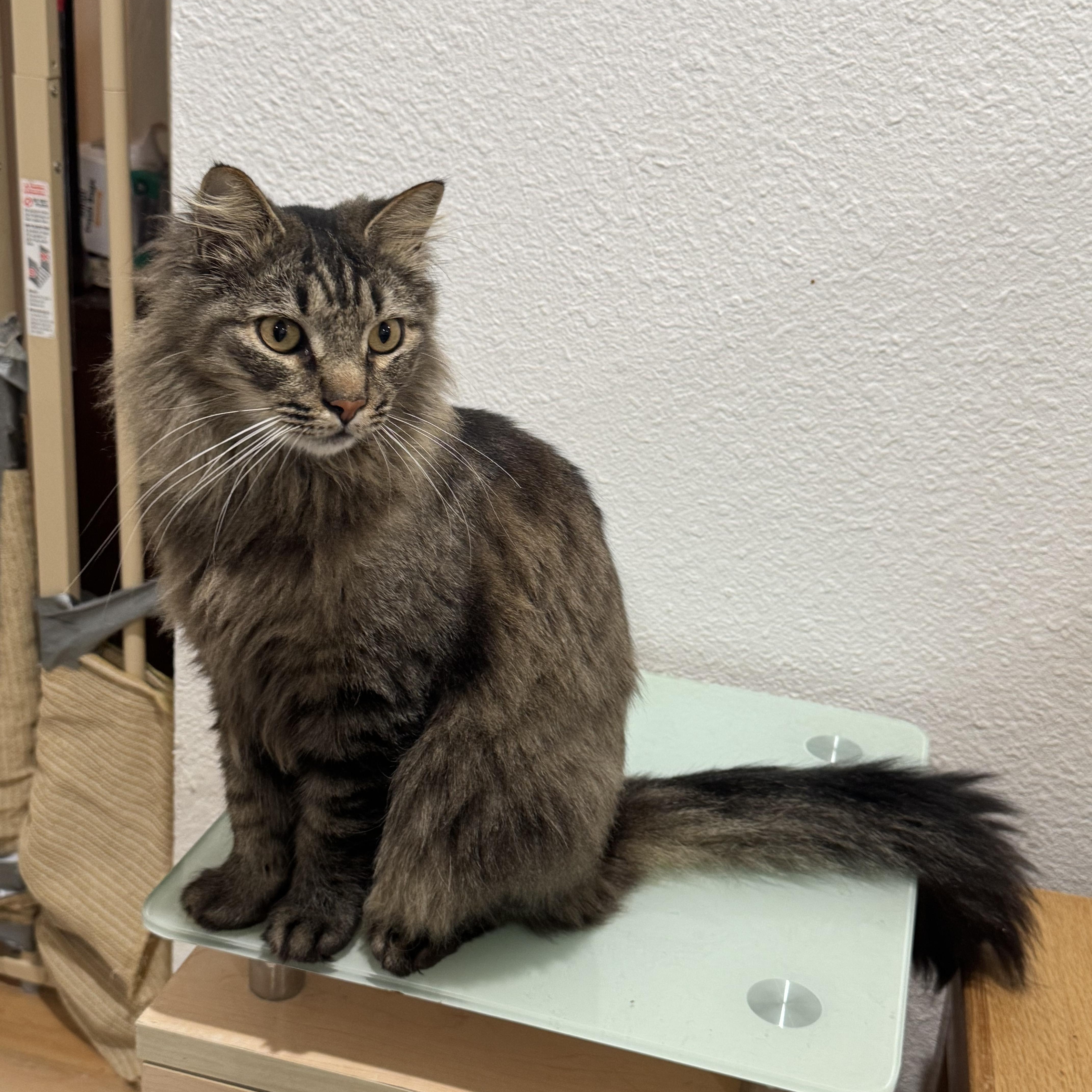 Tiger, an adopted mixed breed in Mission Viejo, CA image 2/6