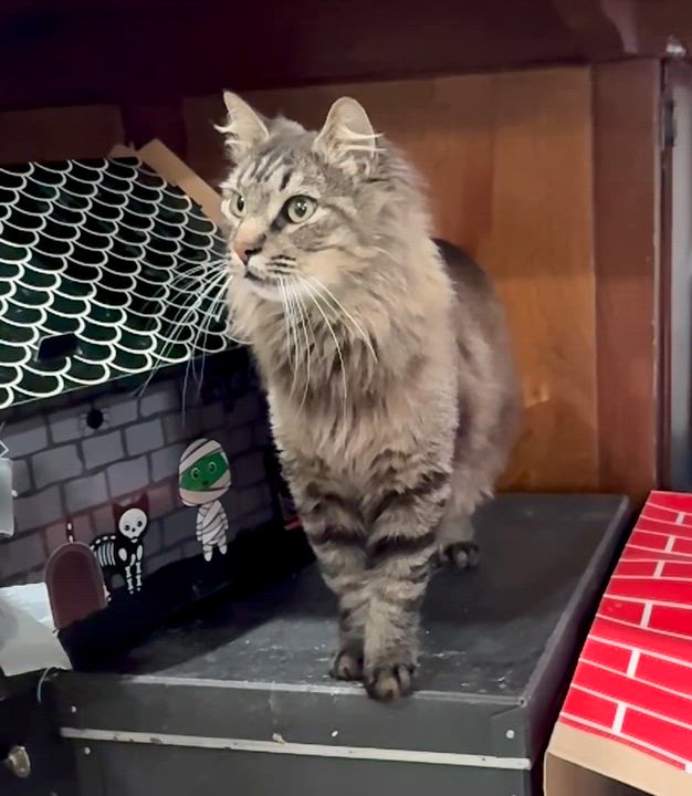 Enlarge Tiger, an adopted mixed breed in Mission Viejo, CA video 4/6