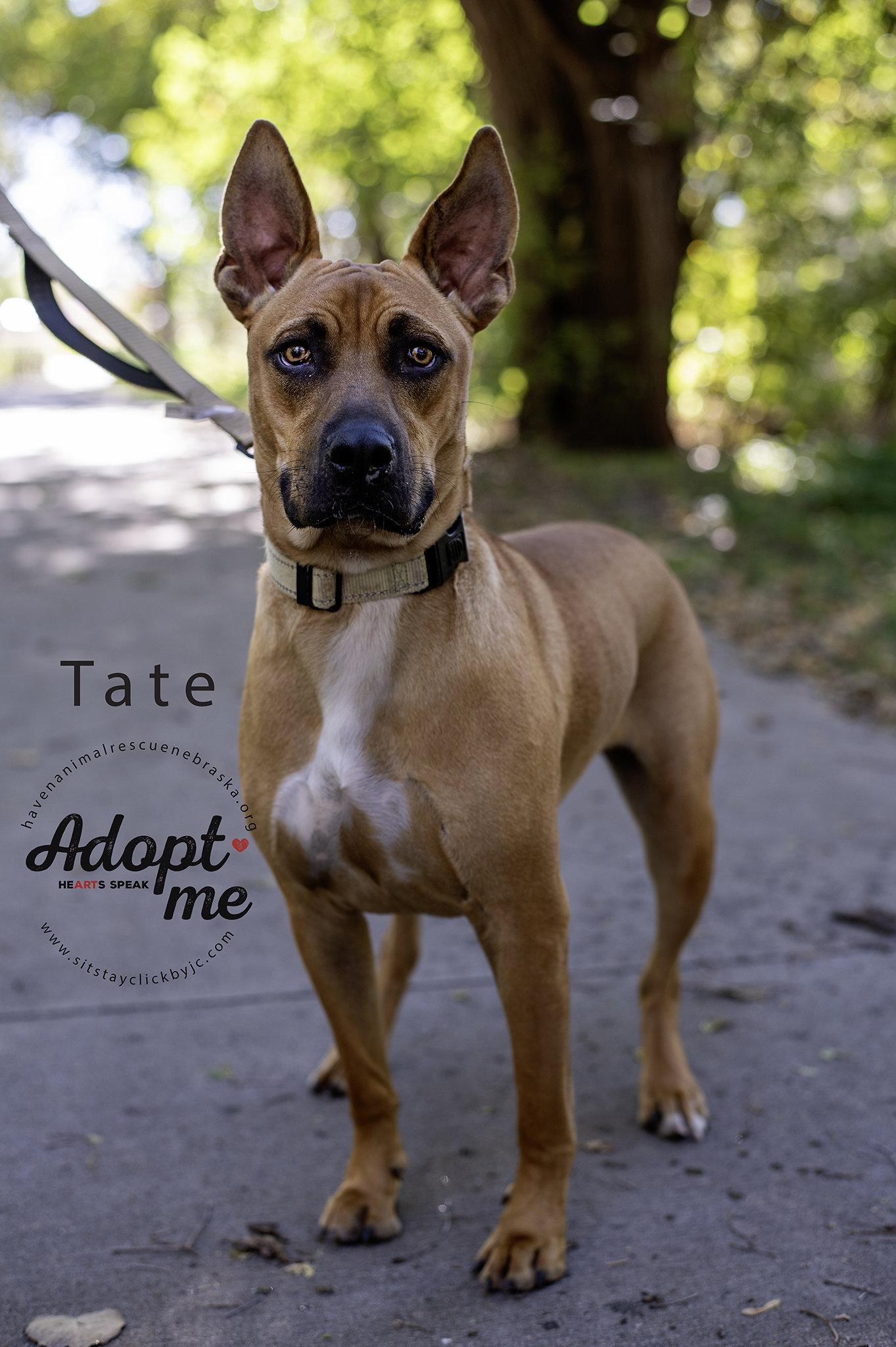 Tate, Adoptable, Young Male Boxer & Shepherd.