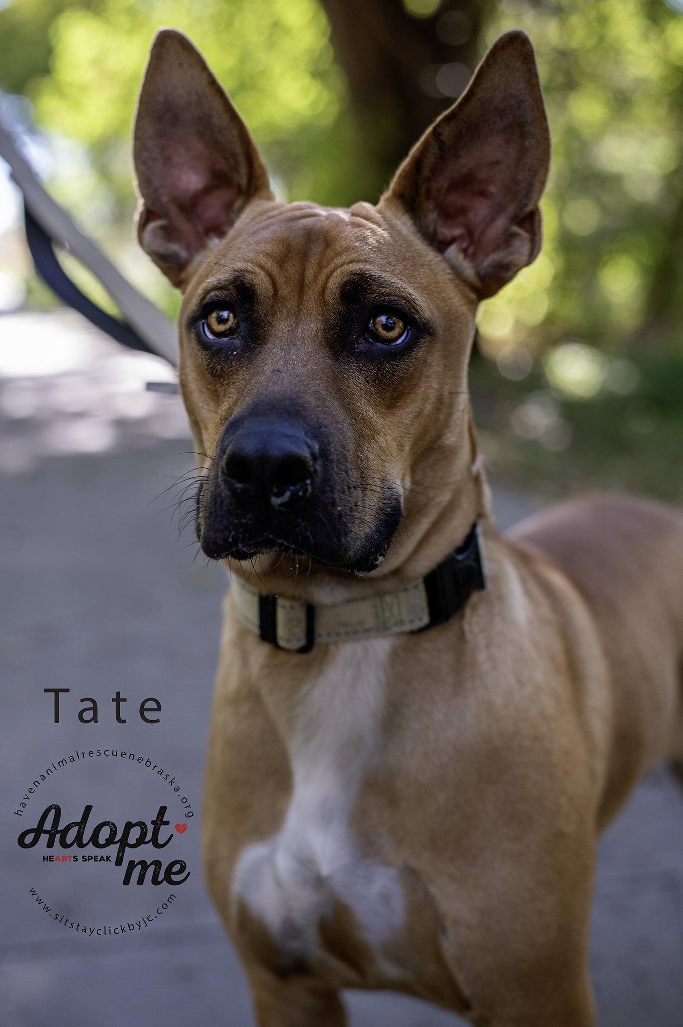Enlarge Tate, a Adoptable mixed breed in Omaha, NE image 2/3