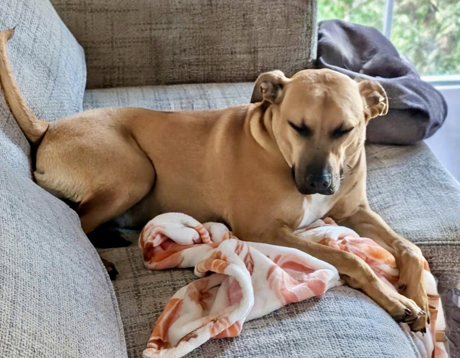 Enlarge Tate, a Adoptable mixed breed in Omaha, NE image 3/3