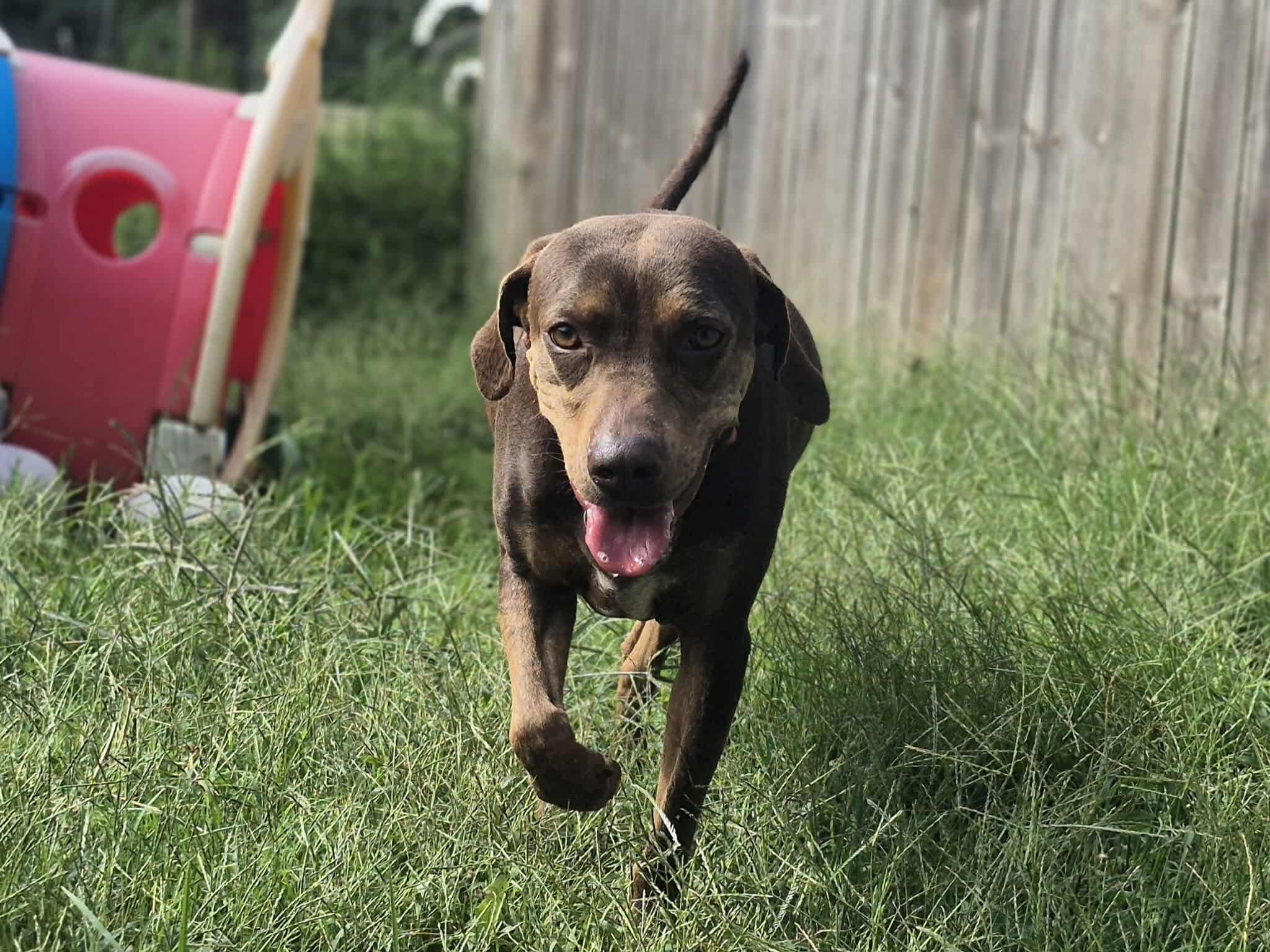 Pokey, Adoptable, Puppy Female Hound.