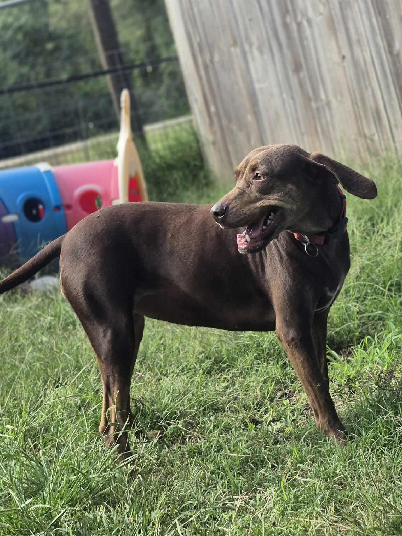 Pokey, a Adoptable mixed breed in Dover, AR image 3/6