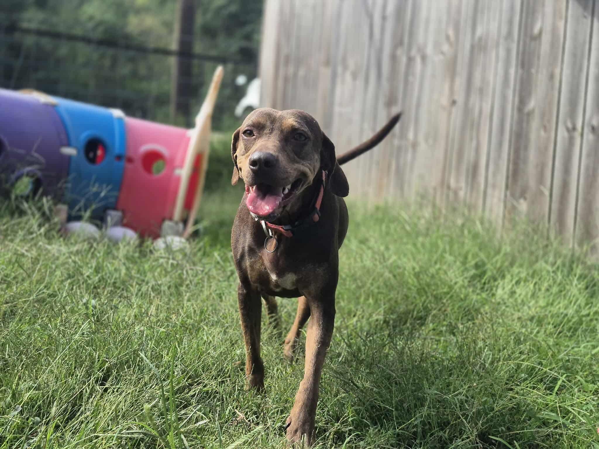 Pokey, a Adoptable mixed breed in Dover, AR image 4/6