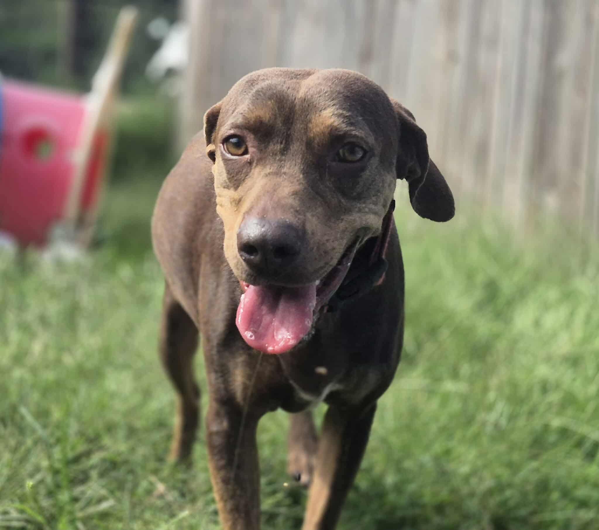 Pokey, a Adoptable mixed breed in Dover, AR image 5/6