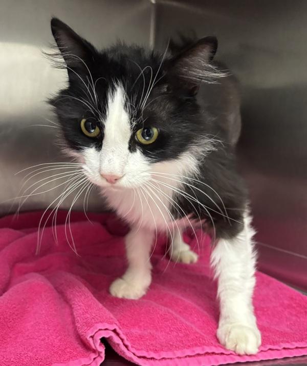 Alocasia, Adoptable, Adult Male Domestic Long Hair.