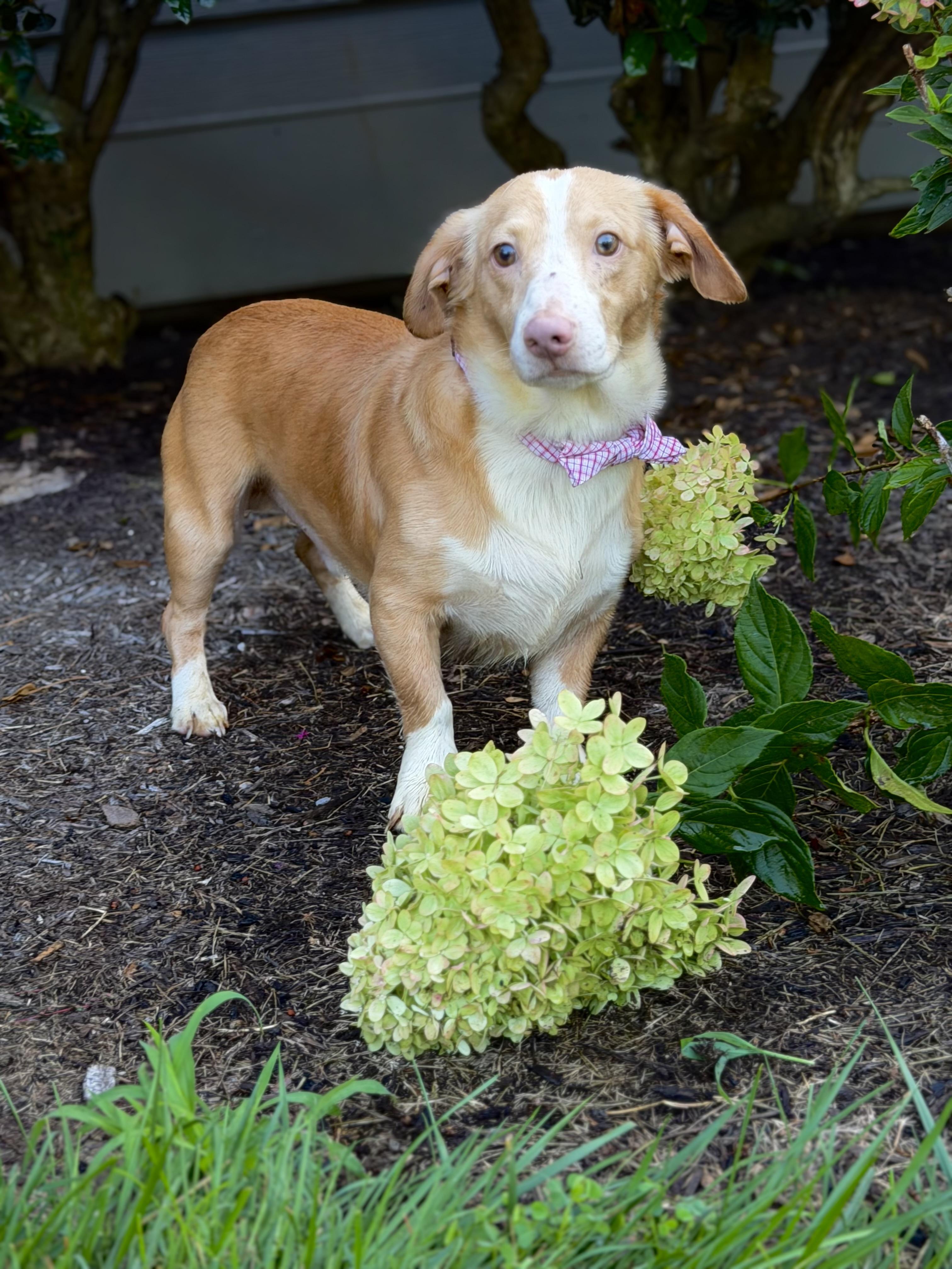 Snowball, a ADOPTABLE Dachshund in Maryville, TN image 2/3