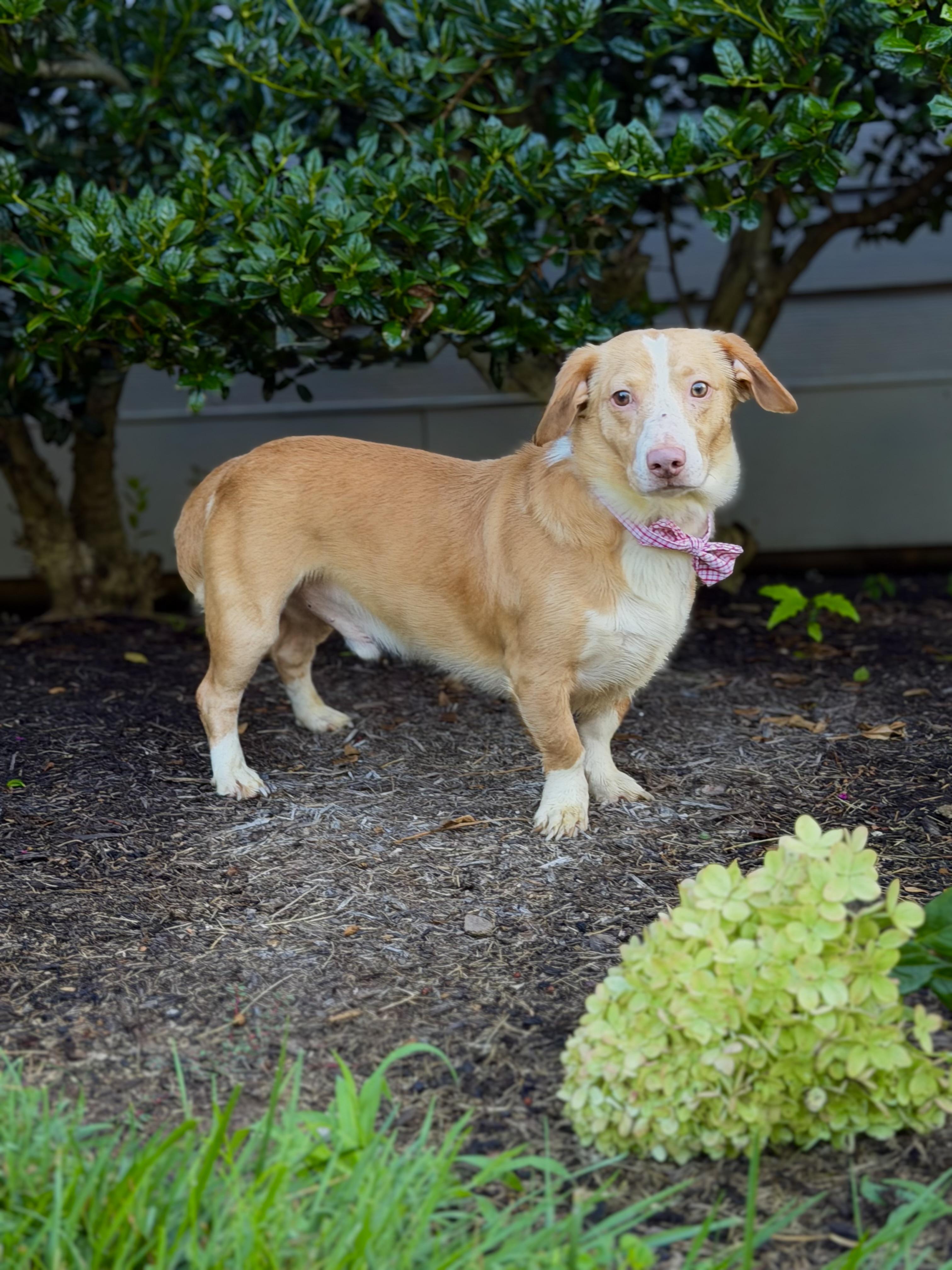 Snowball, a ADOPTABLE Dachshund in Maryville, TN image 3/3