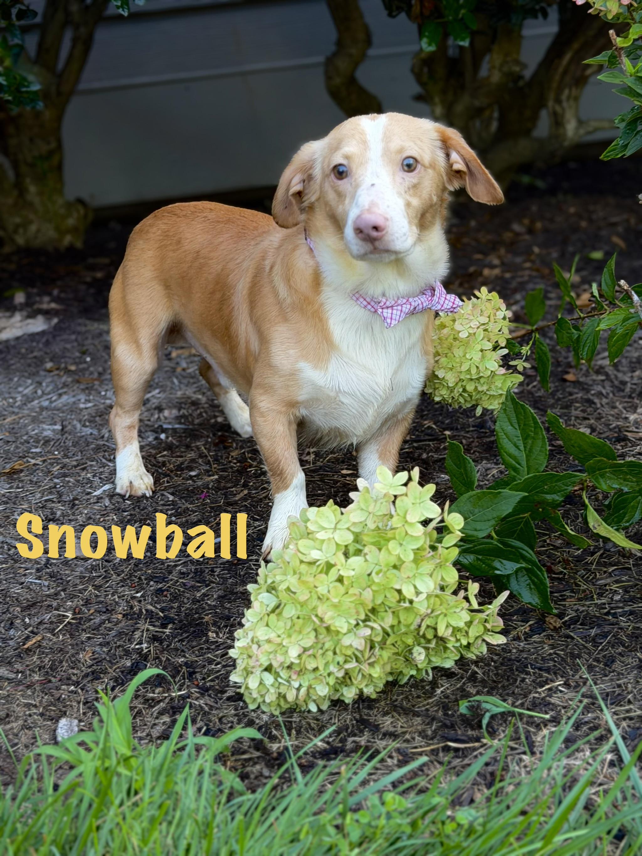 Snowball, ADOPTABLE, Young Male Dachshund.