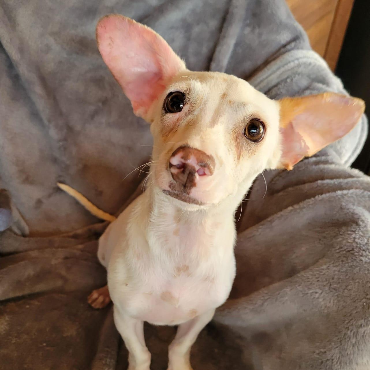 Eden, an adopted mixed breed in Sherwood, OR image 2/6