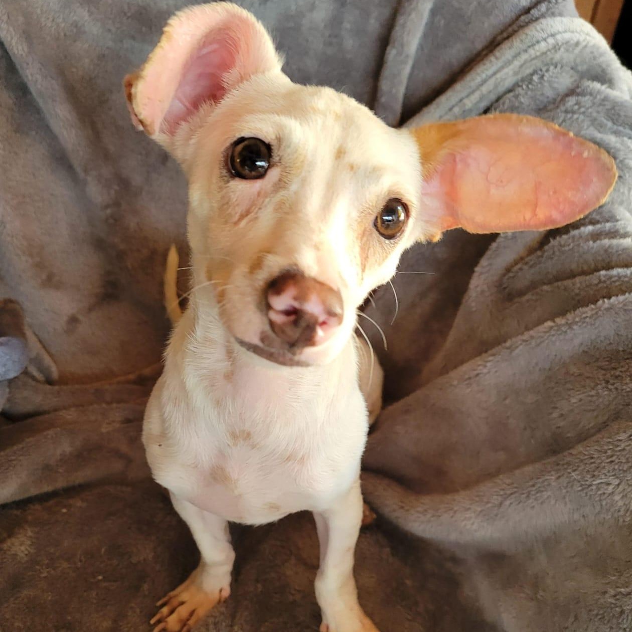 Eden, an adopted mixed breed in Sherwood, OR image 4/6