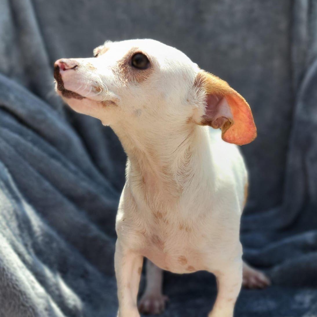 Eden, an adopted mixed breed in Sherwood, OR image 5/6