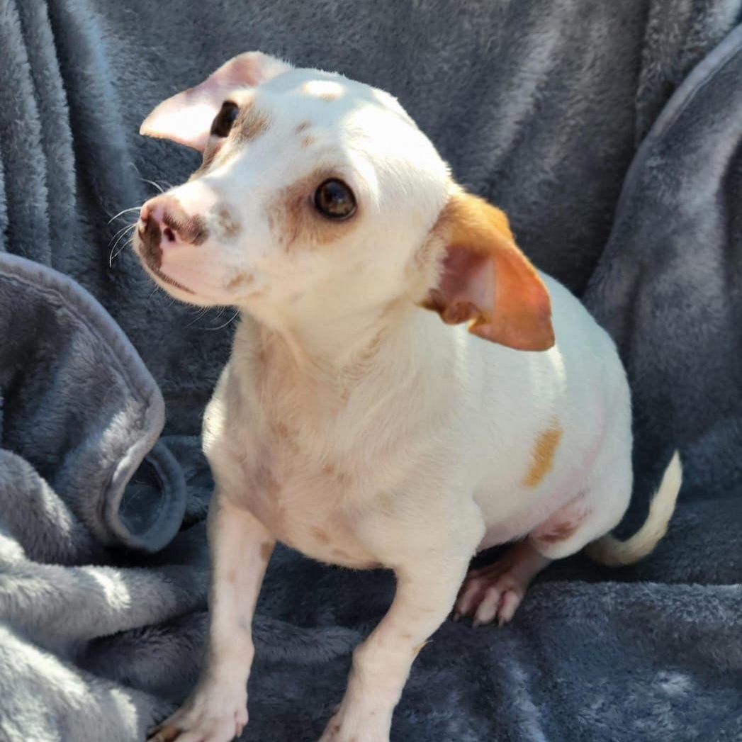 Eden, an adopted mixed breed in Sherwood, OR image 1/6