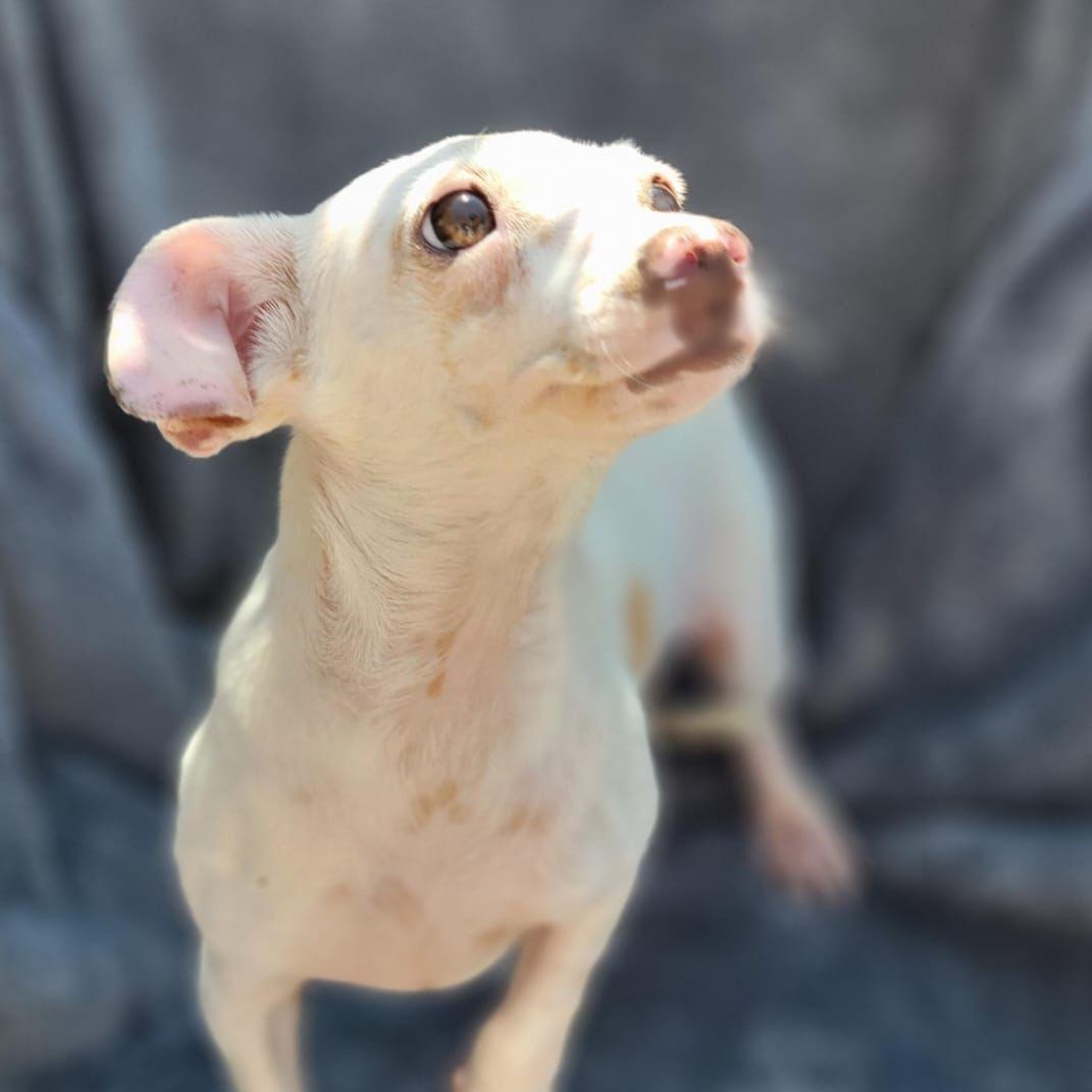 Eden, an adopted mixed breed in Sherwood, OR image 3/6