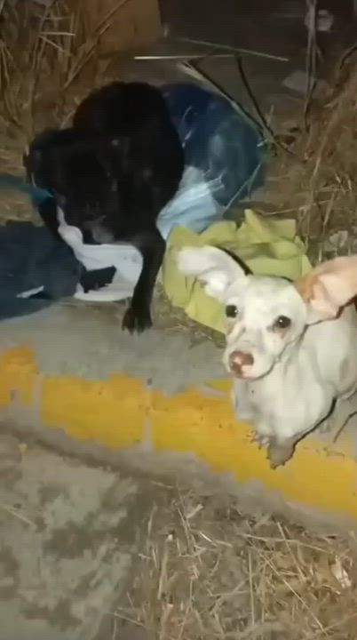 Enlarge Eden, an adopted mixed breed in Sherwood, OR video 6/6