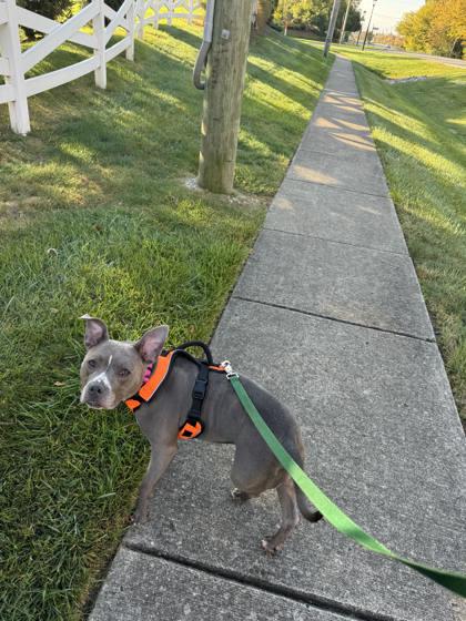 Dani (in foster) — thumbnail 3