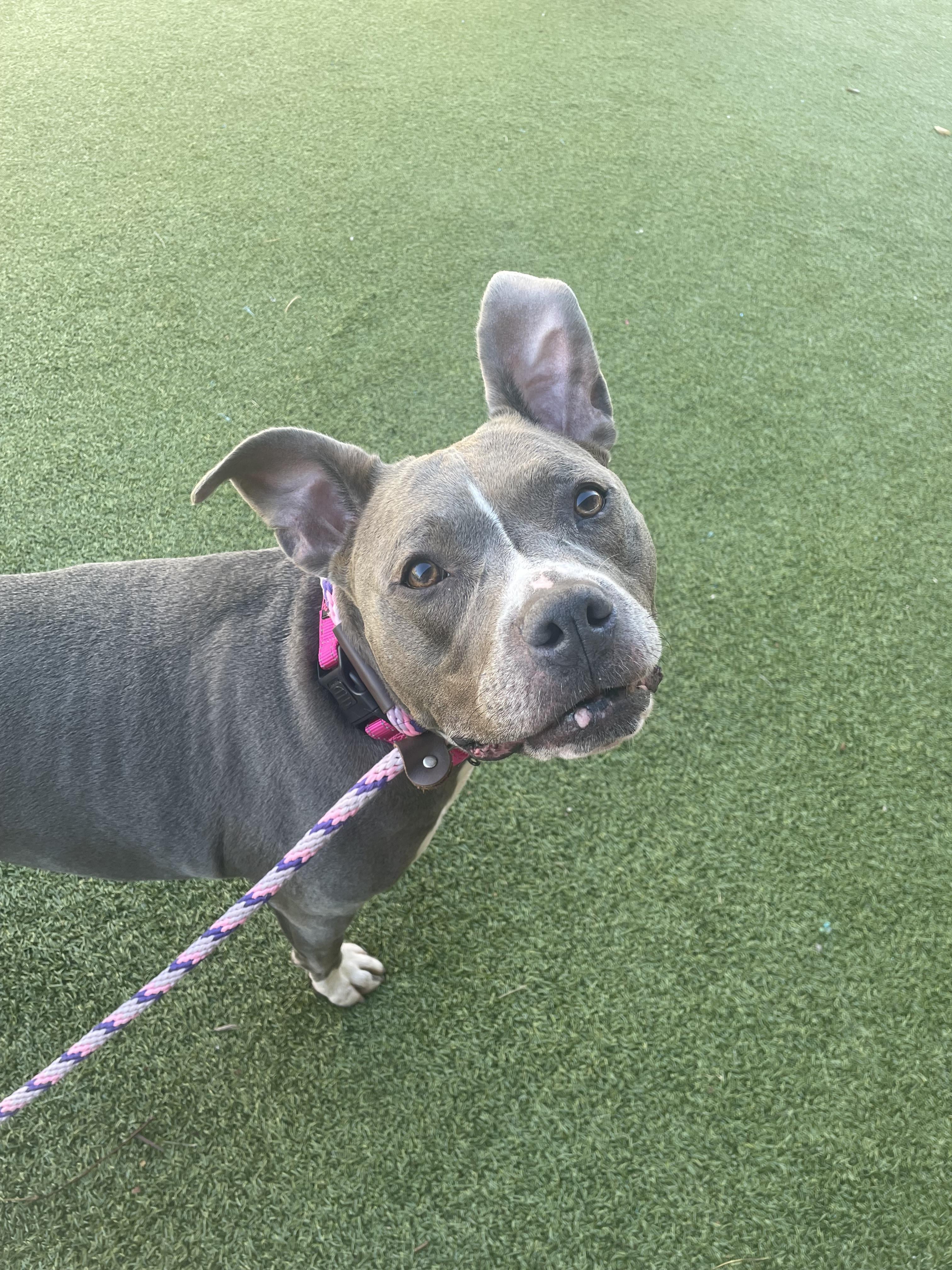 Dani (in foster) — thumbnail 5