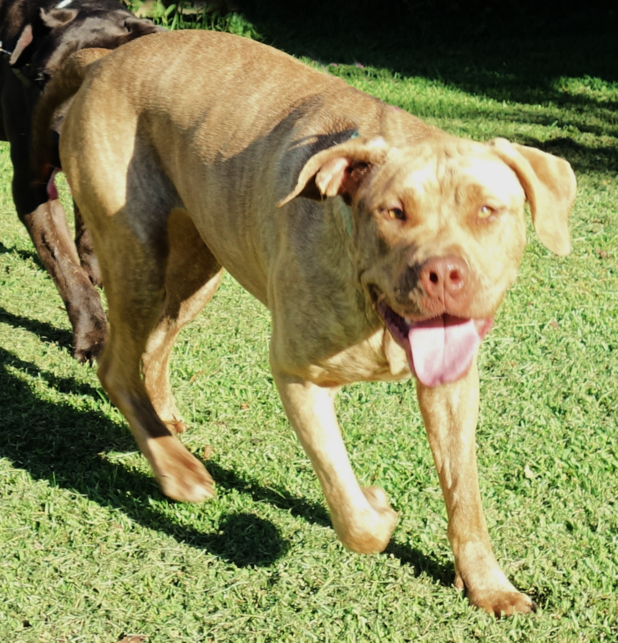 Eden, a Adoptable mixed breed in Norwood, GA image 4/4