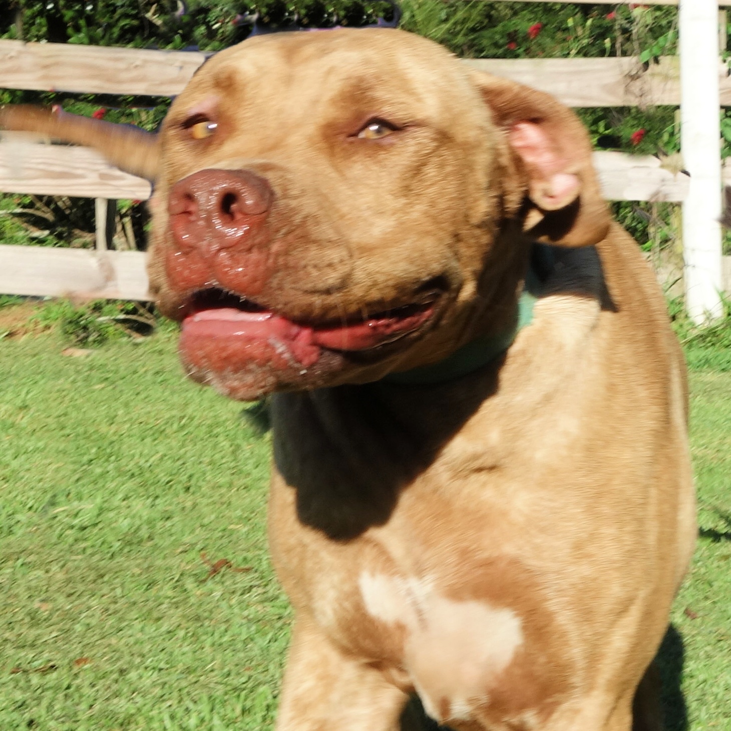 Eden, a Adoptable mixed breed in Norwood, GA image 1/4