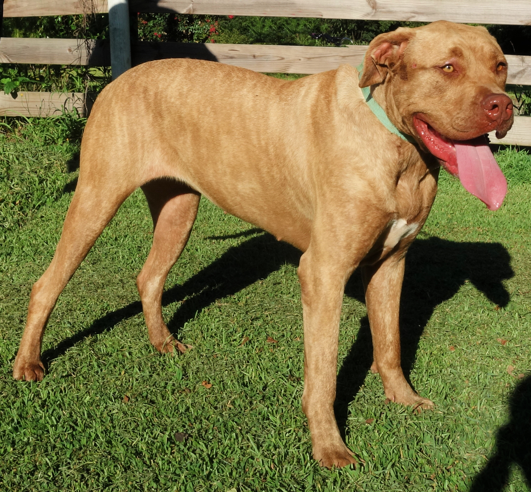 Eden, a Adoptable mixed breed in Norwood, GA image 3/4