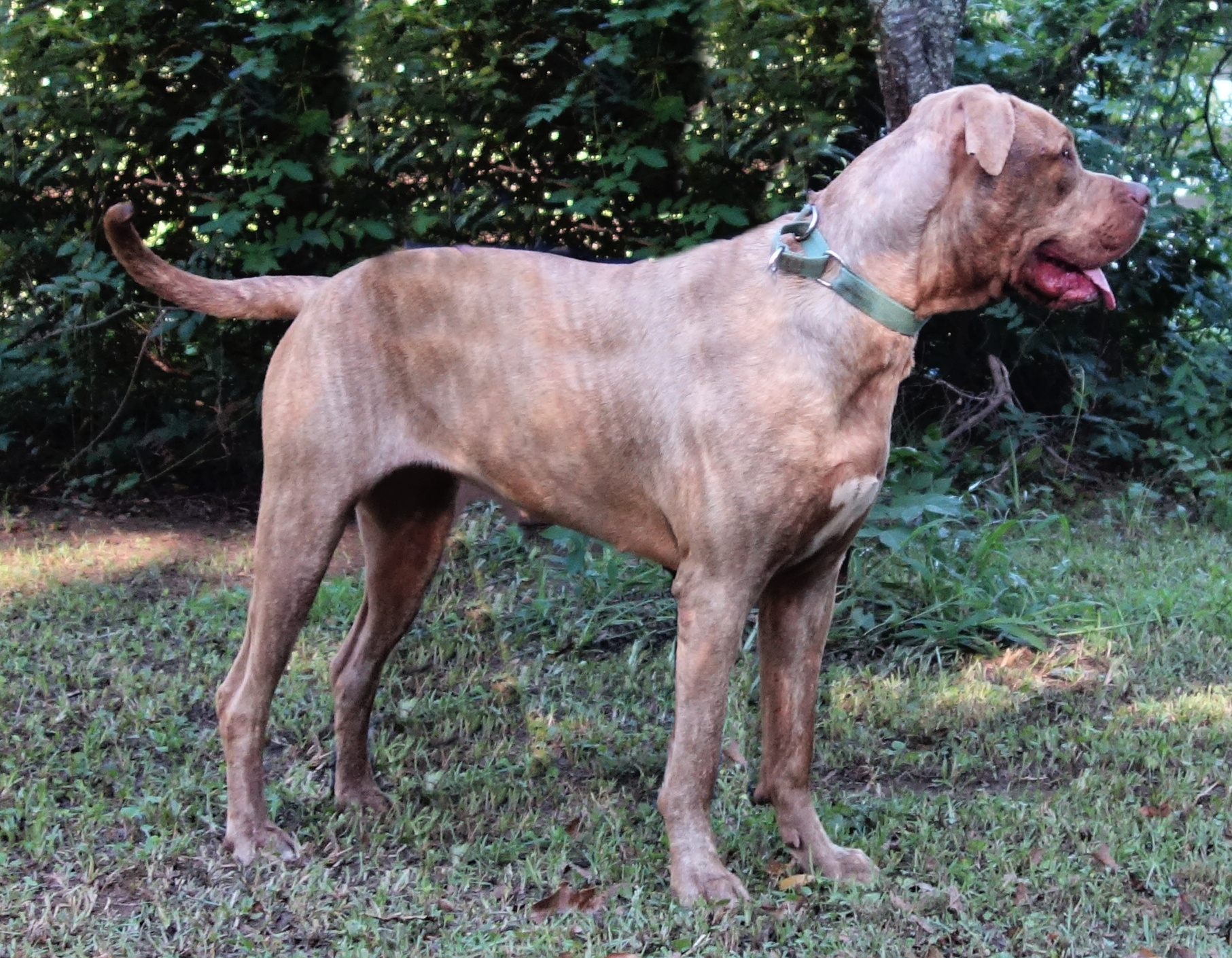 Eden, a Adoptable mixed breed in Norwood, GA image 2/4