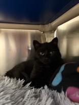 Sidney, ADOPTABLE, Young Female Domestic Short Hair.