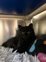 Sidney, a ADOPTABLE Domestic Short Hair in Whitby, ON image 2/2