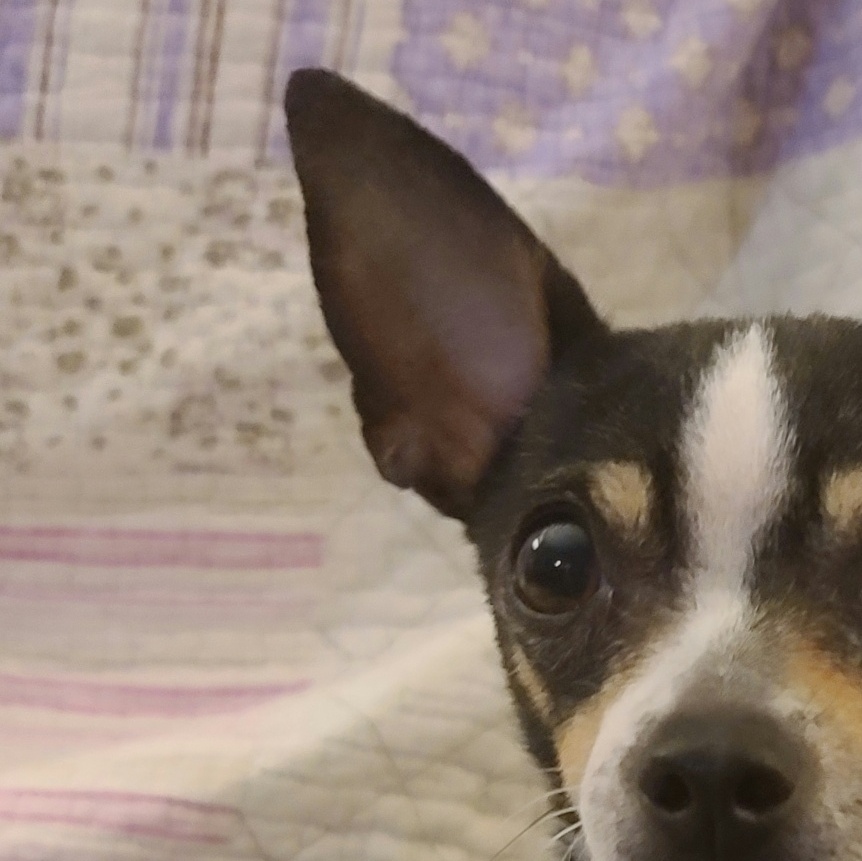 Rose Quartz "Rosie", a Adoptable Chihuahua in Ladson, SC image 1/2