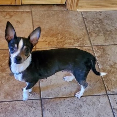 Rose Quartz "Rosie", a Adoptable Chihuahua in Ladson, SC image 2/2