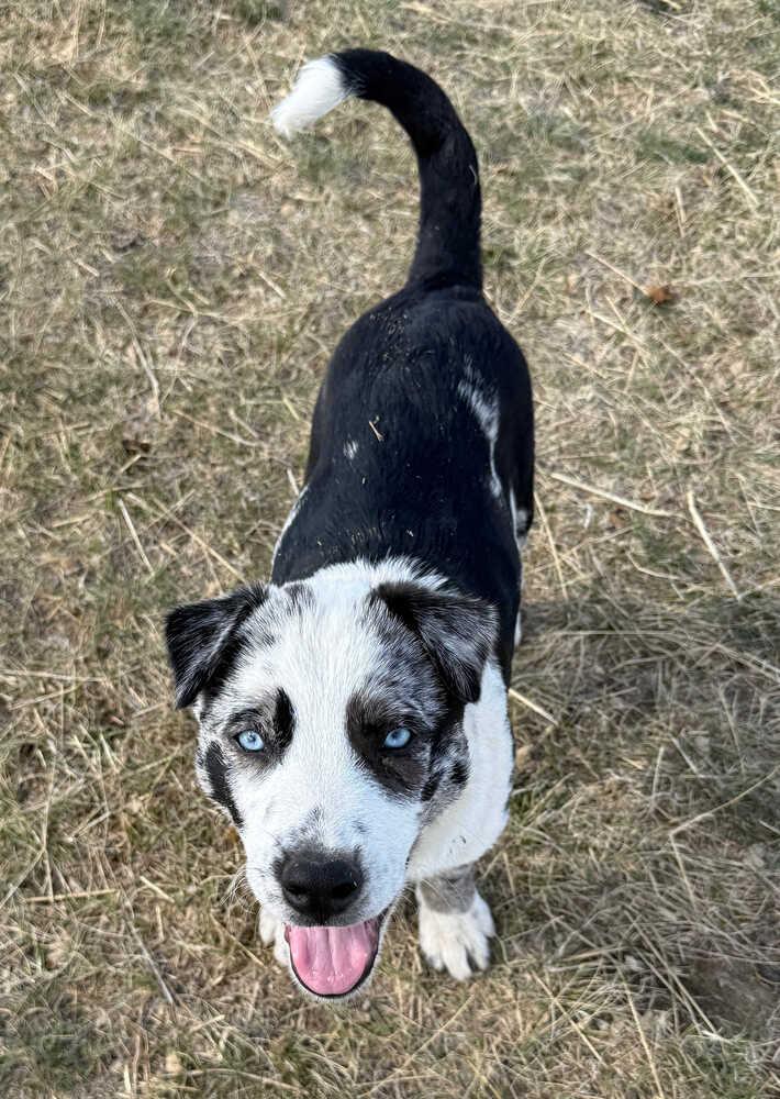 Waylon, Adoptable, Puppy Male Catahoula Leopard Dog.