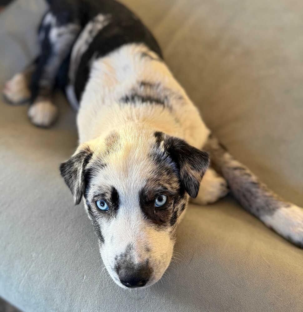 Enlarge Waylon, a Adoptable mixed breed in Dodson, MT image 3/4