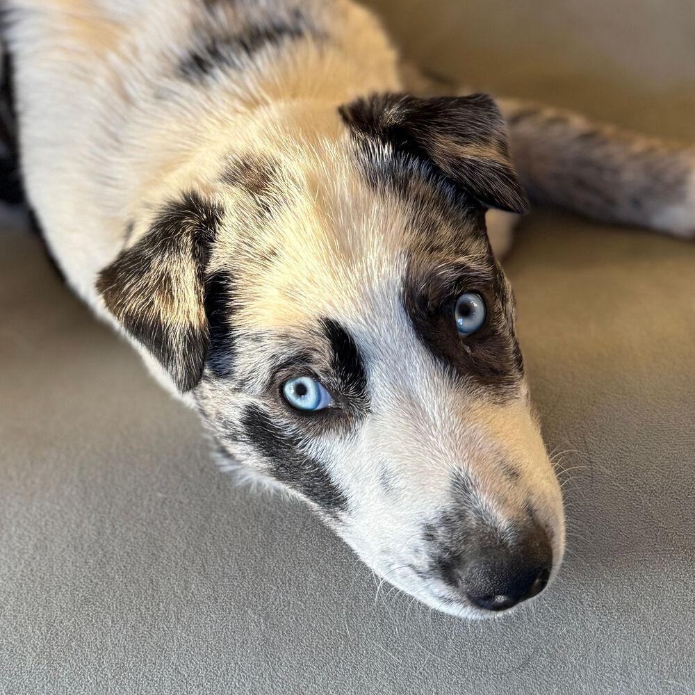 Enlarge Waylon, a Adoptable mixed breed in Dodson, MT image 4/4