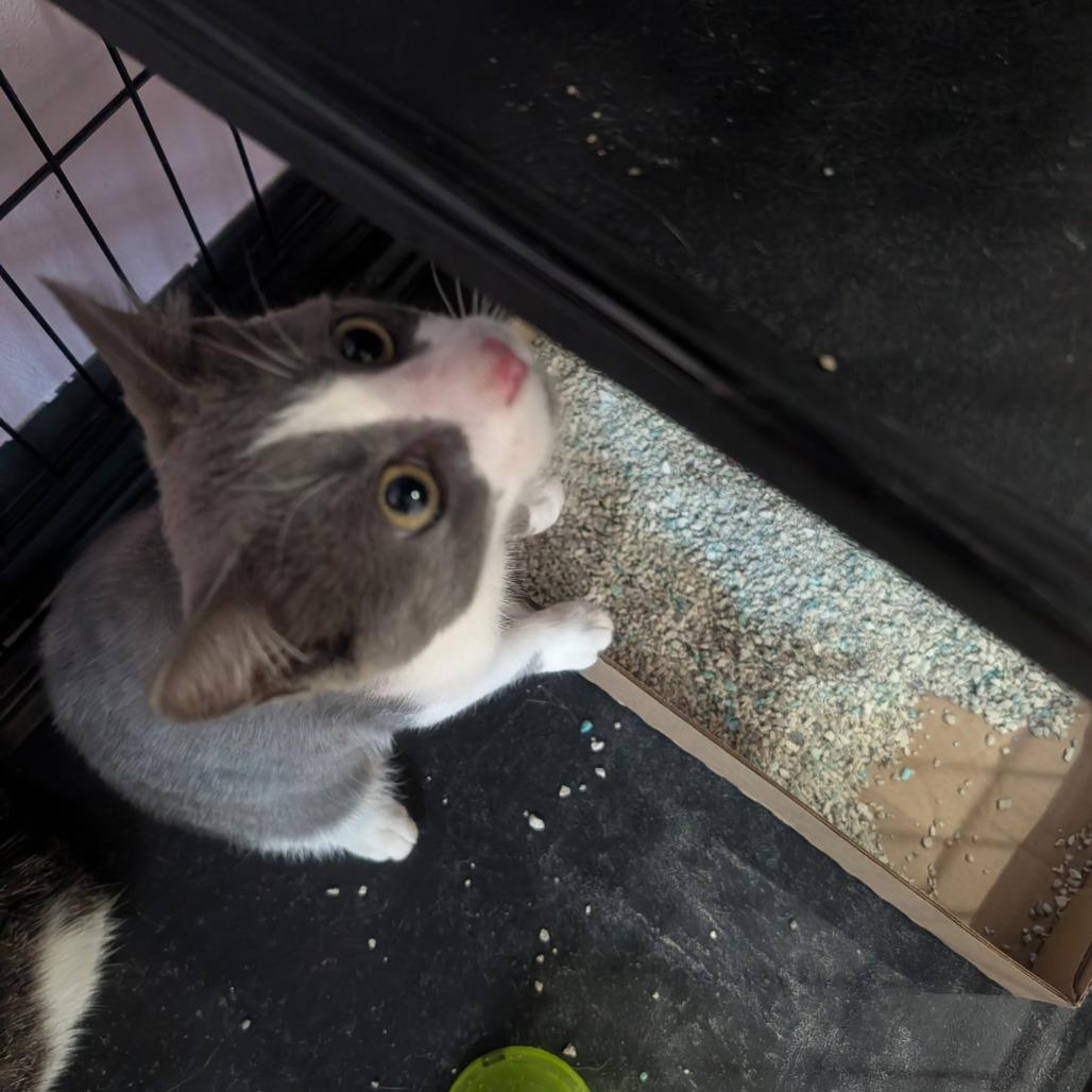 Enlarge Asher, a Adoptable Domestic Short Hair in West Plains, MO image 1/2
