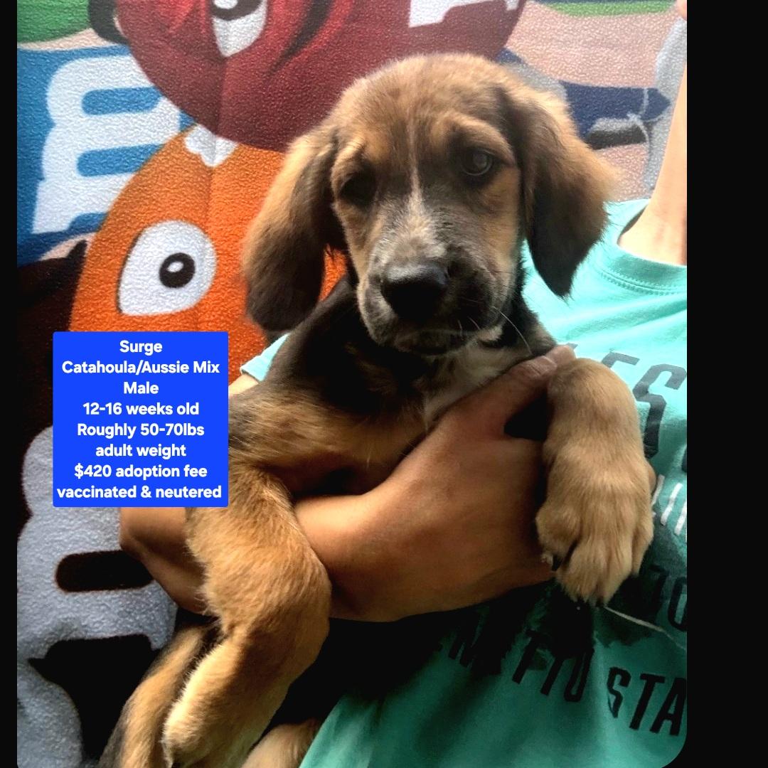 Surge, ADOPTABLE, Puppy Male Australian Shepherd & Catahoula Leopard Dog.