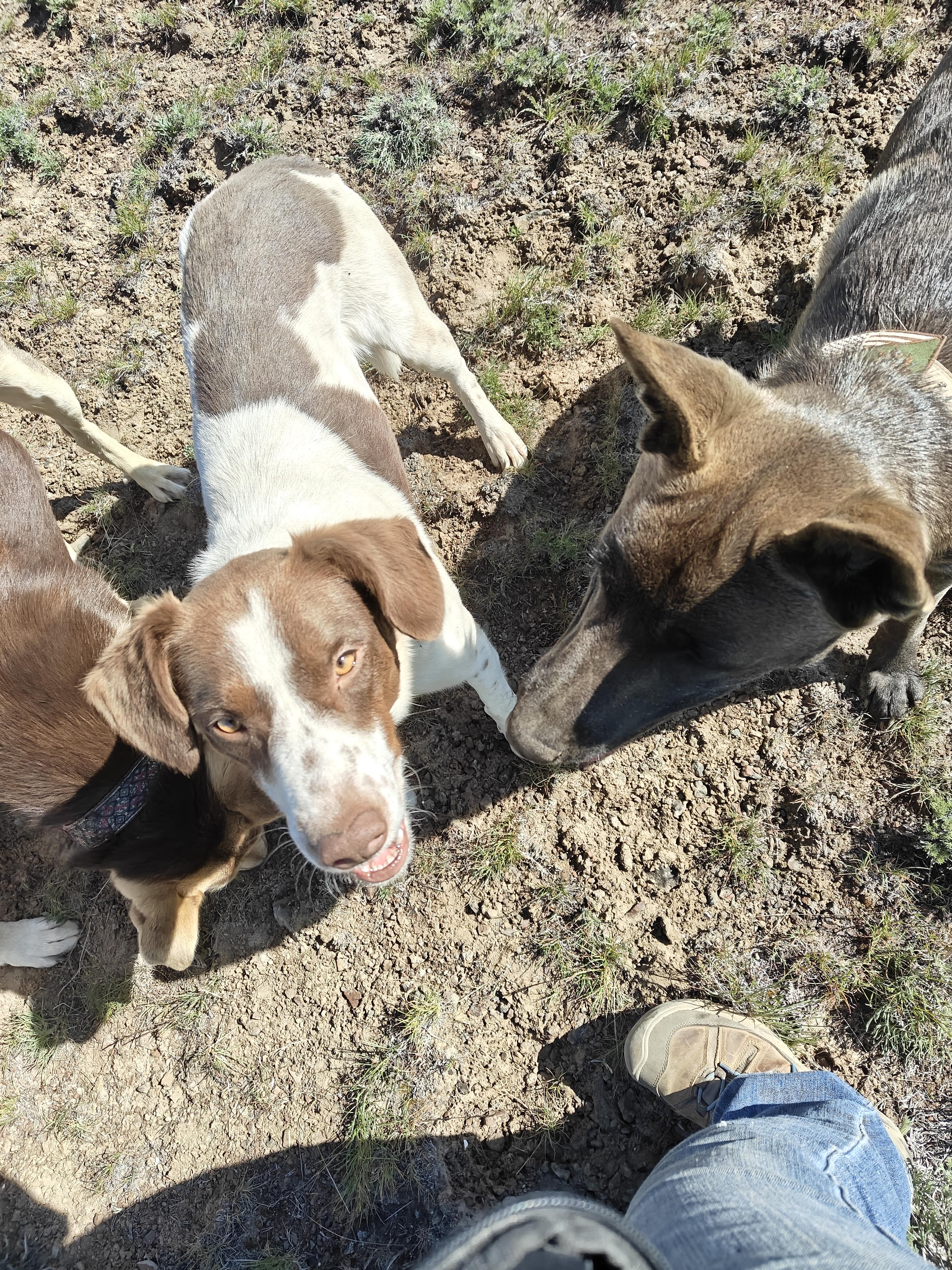 Henry, a Adopted mixed breed in Ellensburg, WA image 3/5