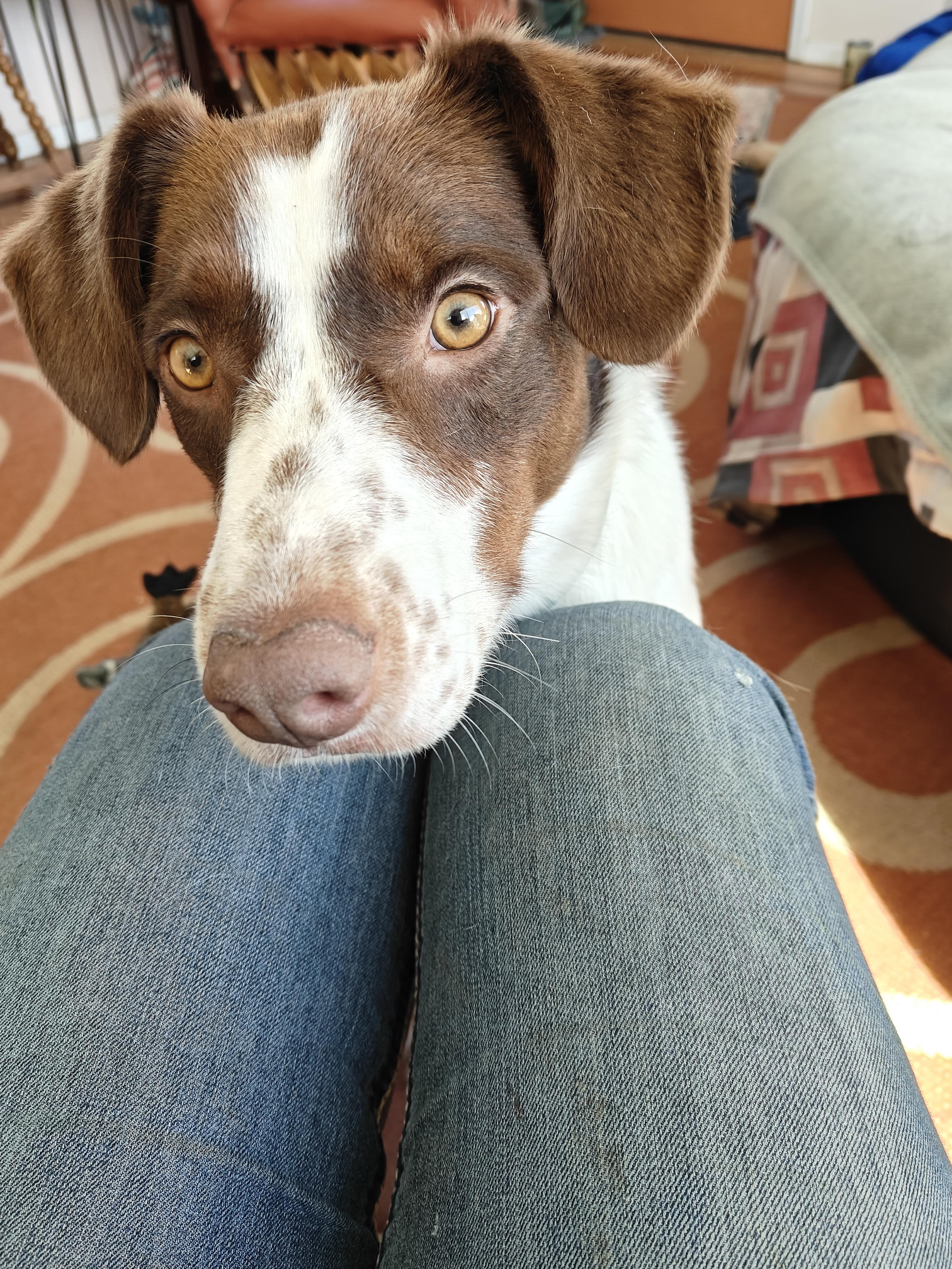 Henry, Adopted, Young Male Brittany Spaniel & German Shorthaired Pointer.