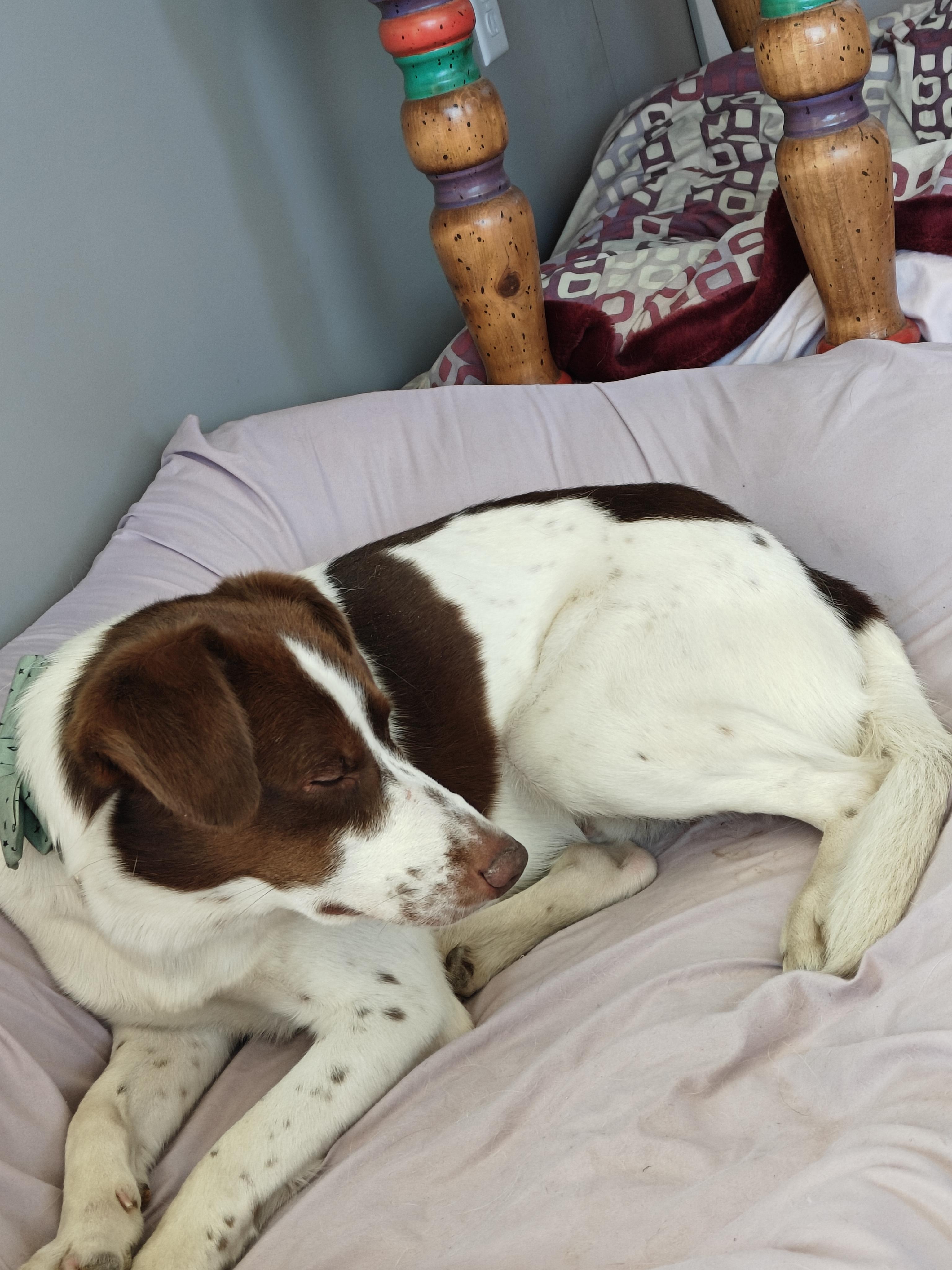 Henry, a Adopted mixed breed in Ellensburg, WA image 5/5