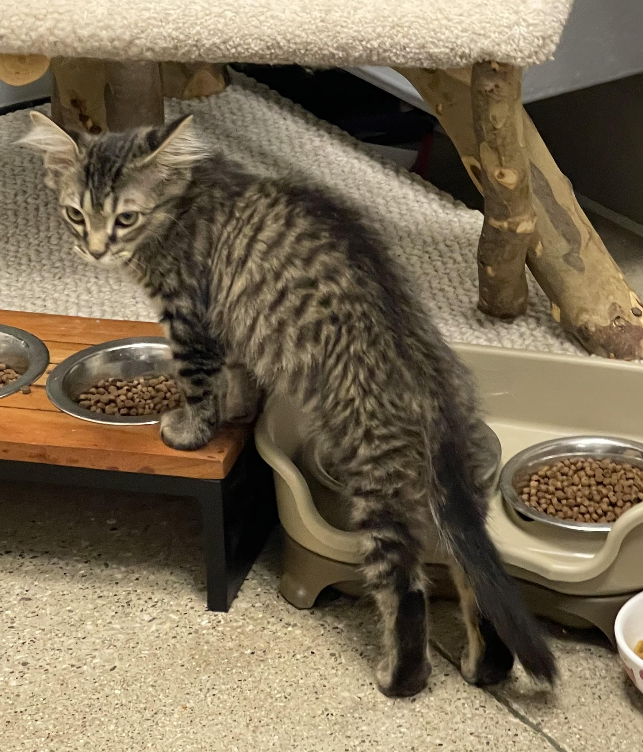 Enlarge Uel, The Notorious C.A.T., a Adoptable mixed breed in Reynoldsburg, OH image 1/3